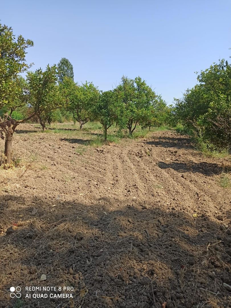 MUĞLA KÖYCEĞİZ’DE SATILIK KÖY İÇİ İMARLI TARLA
