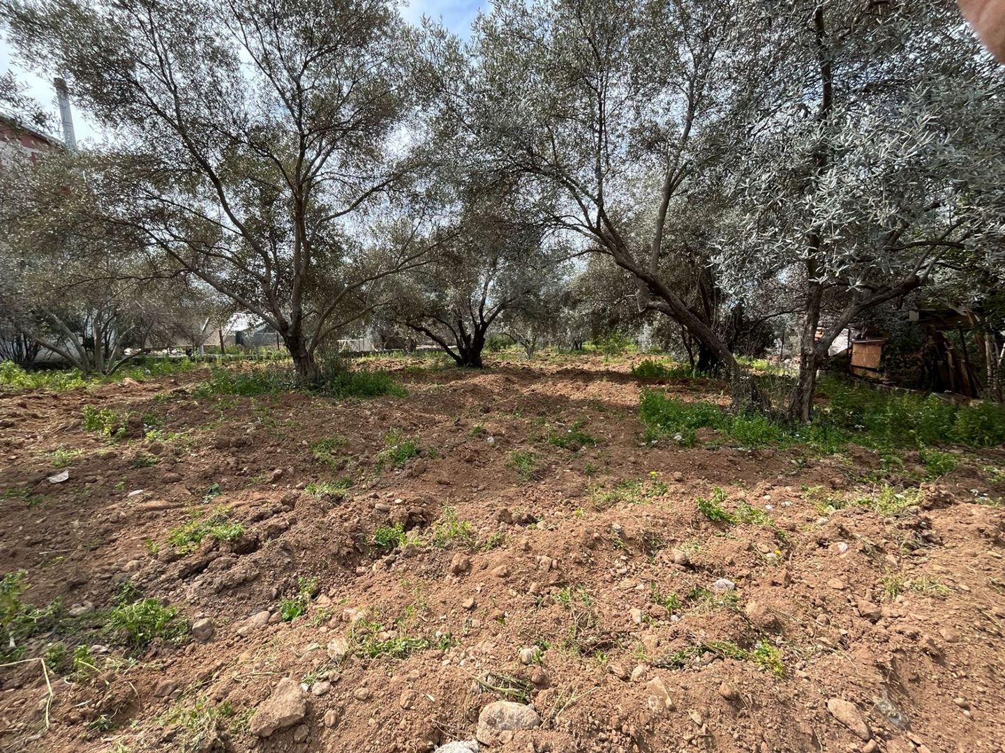 KÖYCEĞİZ ZEYTİNALANINDA SATILIK TARLA