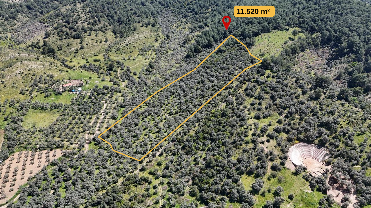 ALTIN EMLAK'tan Selimiye'de Satılık 11.520 M² Zeytinlik !
